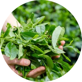 Green tea leaves, the source of L-theanine