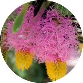 Dyglomera plant